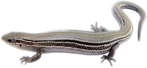 Northern Prairie Skink